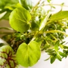 product thumbnail M34_Mortar with herbs_Glas_klein.jpg